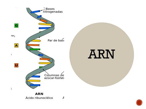 Qué es el ARN