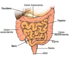 ¿Qué es el cáncer de intestino delgado? | Asociación ...
