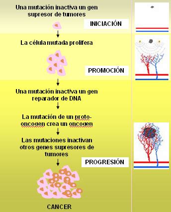 ¿Qué es el cáncer y cómo se desarrolla?