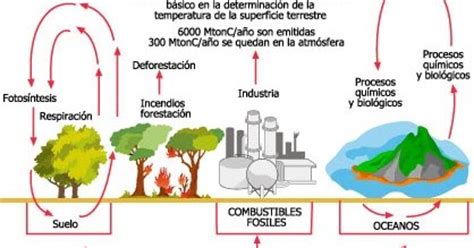 ¿Qué es el ciclo del carbono? | Página de curiosidades y más