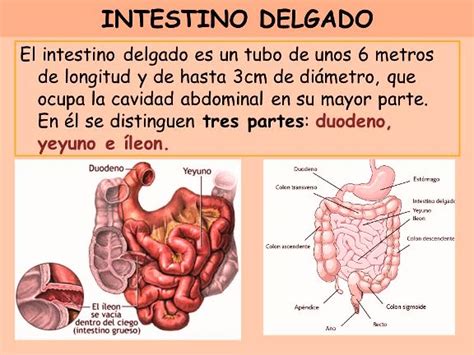 ¿Qué es el intestino delgado?   Intestino delgado