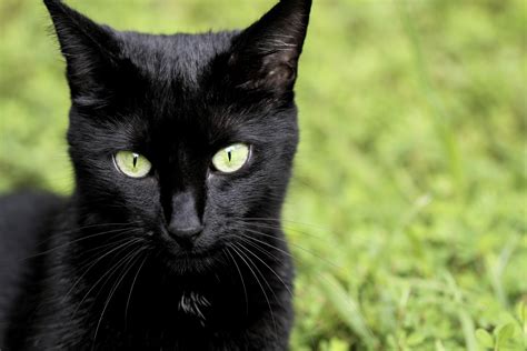 Qué es el melanismo: 8 espectaculares animales negros   VIX