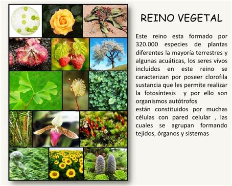 Qué es el reino vegetal   Reino vegetal