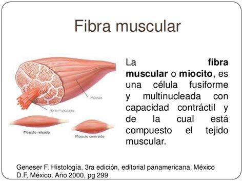 Que es el sistema muscular y sus funciones