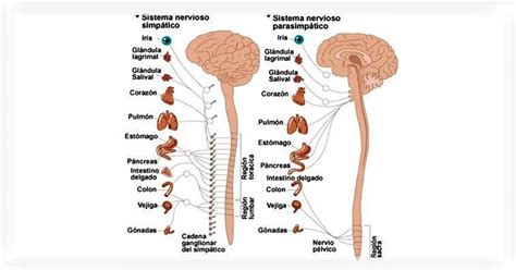 ¿Qué es el sistema nervioso autónomo?   Noticias   Beyerfisio
