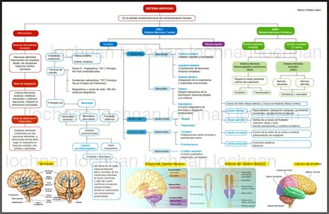 Que es el sistema nervioso periferico pdf