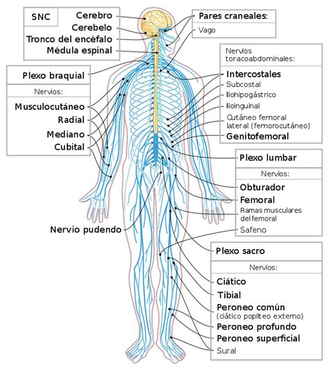 Qué es el sistema nervioso periférico   Sistema nervioso