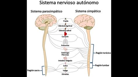 Que es el sistema nervioso su anatomia y fisiologia   YouTube