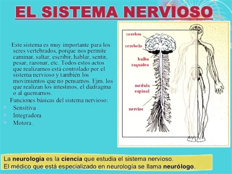 ¿Qué es el sistema nervioso?   Sistema nervioso