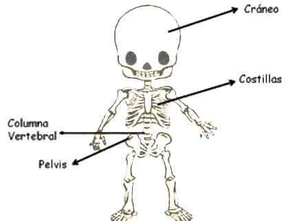 Qué es el sistema óseo para niños   Sistema oseo