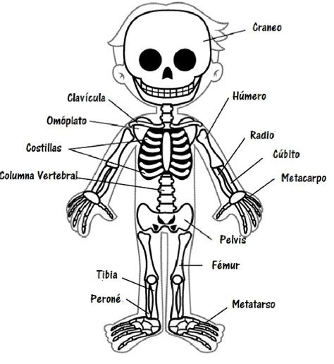 Qué es el sistema óseo para niños   Sistema oseo