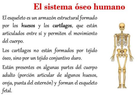 Qué es el sistema óseo   Sistema oseo