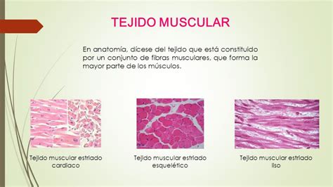 ¿Que es el tejido muscular? » Respuestas.tips