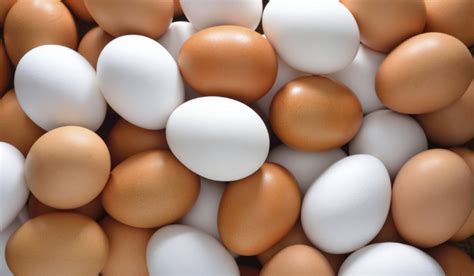 ¿Qué es Huevo?   Su Definición, Concepto y Significado