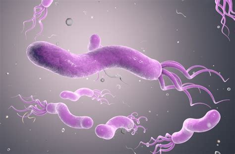 ¿Qué es la bacteria Helicobacter Pylori?: síntomas y contagio