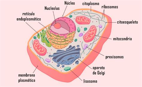 ¿Qué es la célula animal? — Estructura, partes y funciones ...