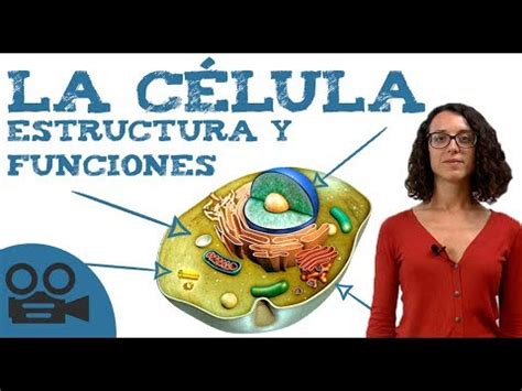 Qué es la célula: estructura y funciones   YouTube