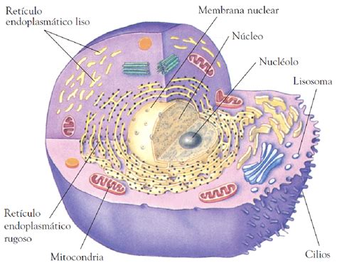 ¿Qué es la mitocondria y cuáles son sus funciones?