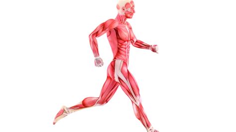 ¿Qué es Músculos?   Su Definición, Concepto y Significado