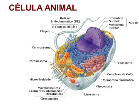 ¿Qué es una célula animal? » Respuestas.tips