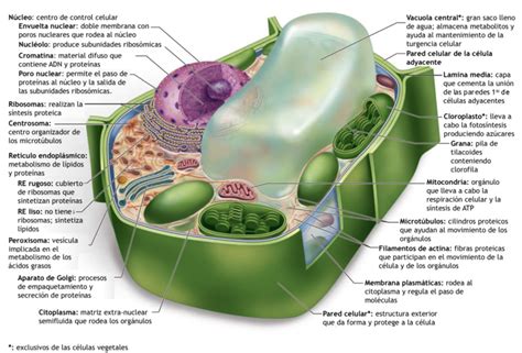 ¿Qué es una célula vegetal? » Respuestas.tips