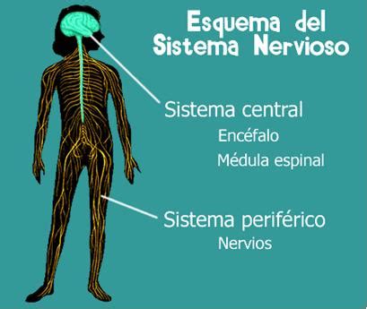 ¿Qué es y cómo funciona el Sistema Nervioso? | Educa ...