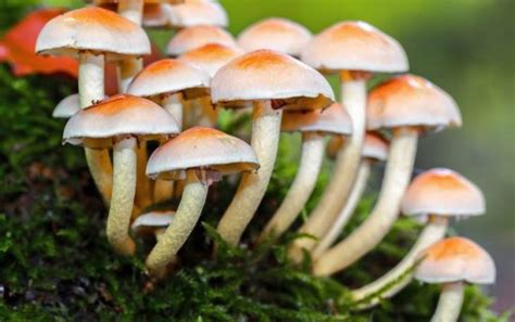 ¿Qué estudia el reino fungi?   Reino fungi