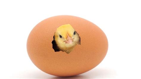 ¿Qué fue antes, el huevo o la gallina? La pregunta ya ...