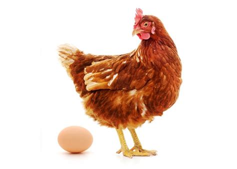 ¿Qué fue primero, el huevo o la gallina?