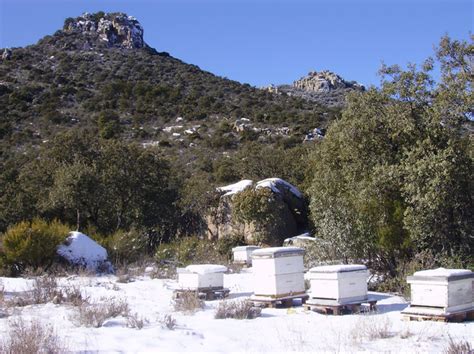 ¿Qué hacen las abejas en invierno?   Educación ambiental ...