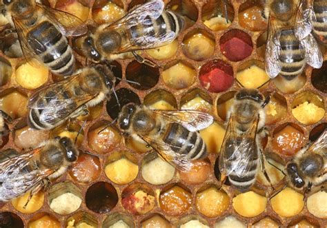 ¿Qué hacen las abejas en otoño?   Educación ambiental Madrid