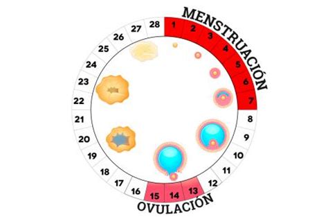 Qué ocurre en los ovarios durante el ciclo menstrual ...