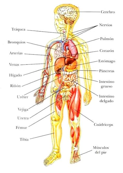 Qué organos son protegidos por el esqueleto humano ...