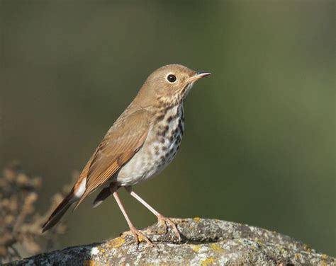 que pájaros cantan de noche características, y mas