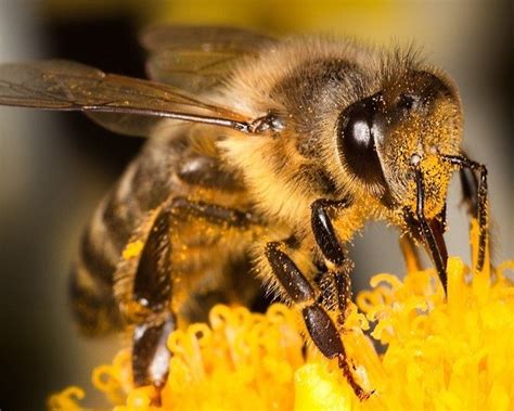 ¿Qué pasaría si no hubiera abejas?   AnimalesMascotas