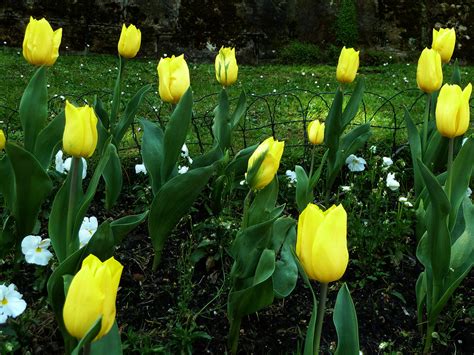 ¿Qué significado tienen los colores de los tulipanes?