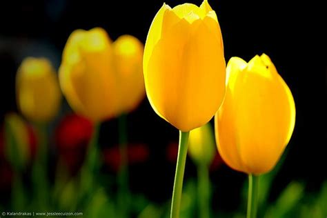 ¿Qué significado tienen los tulipanes amarillos?
