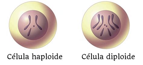 ¿Qué son las células haploides y diploides? Biología Escolar