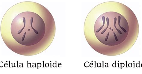 ¿Qué son las células haploides y diploides?   Biología Escolar