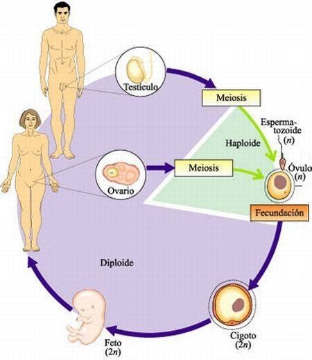 ¿Qué son las células haploides? » Respuestas.tips