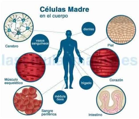 ¿Qué son las células madre?