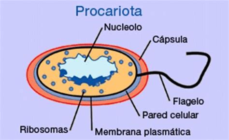 ¿Qué son las células procariotas?