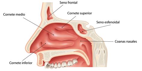 ¿Qué son las fosas nasales? » Respuestas.tips