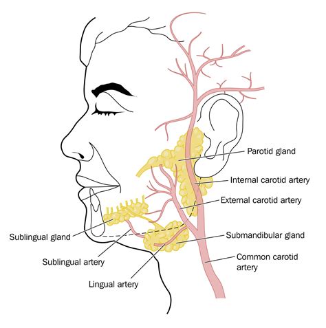 ¿Qué son las glándulas salivales?   Centro Médico Medirval