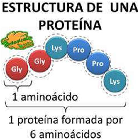 ¿Qué son las proteínas de alto valor biológico?