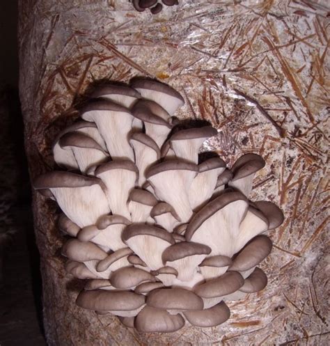 ¿Qué son los hongos saprófitos?