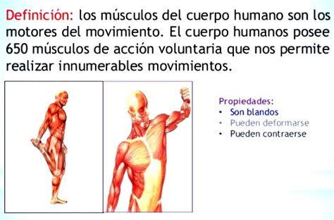 ¿Qué son los músculos y cuál es su función?   Sistema muscular