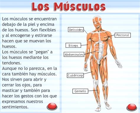 ¿Qué son los músculos?   Sistema muscular