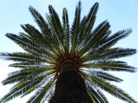 ¿Qué tipos de palmeras nos podemos encontrar en España?