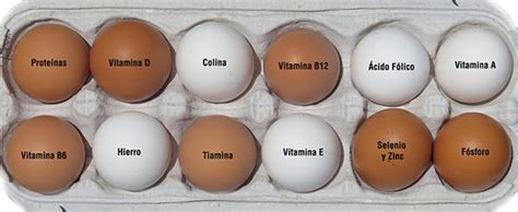 Que vitaminas tiene el huevo – Comiendo dieta correcta